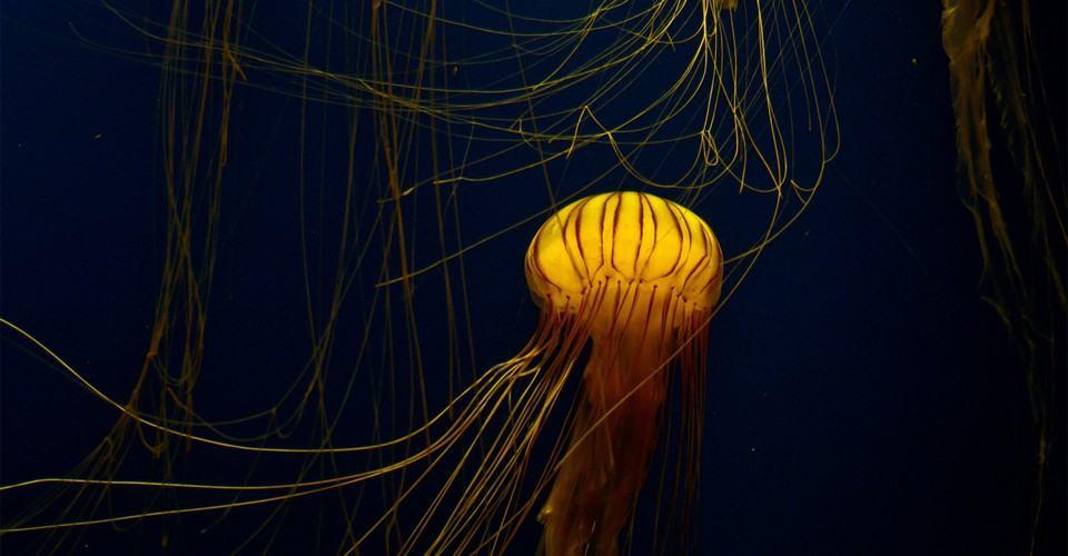 Hình ảnh sứa vàng đẹp