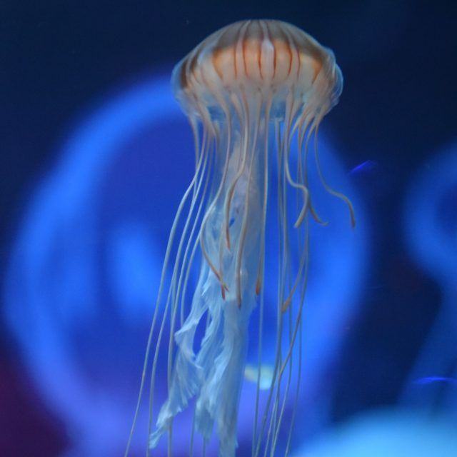 Hình ảnh con sứa nhỏ