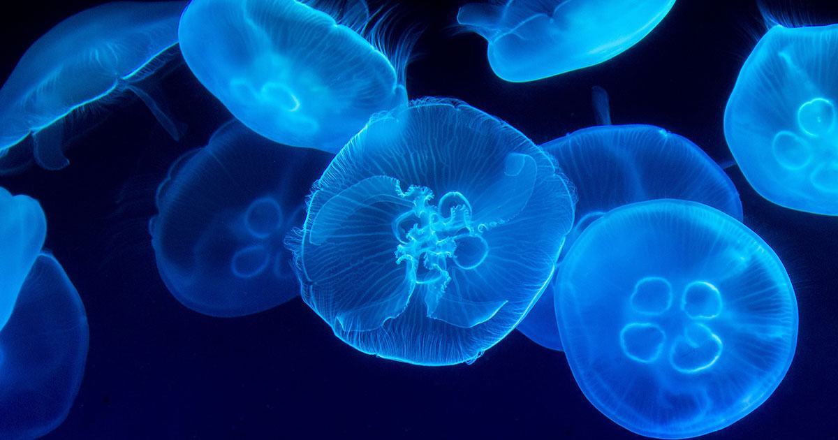 Hình ảnh con sứa phát sáng