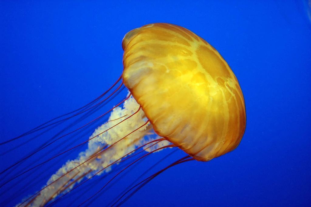 Hình ảnh con sứa vàng