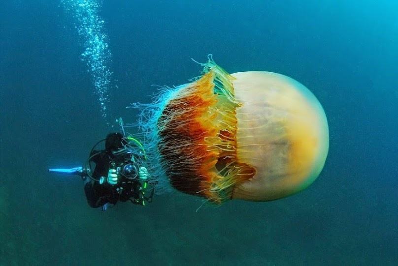 Hình ảnh của một con sứa lớn, khổng lồ