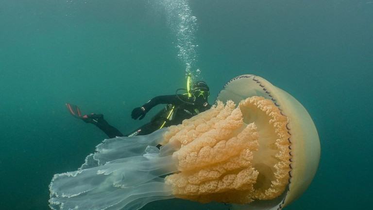 Hình ảnh sứa và thợ lặn