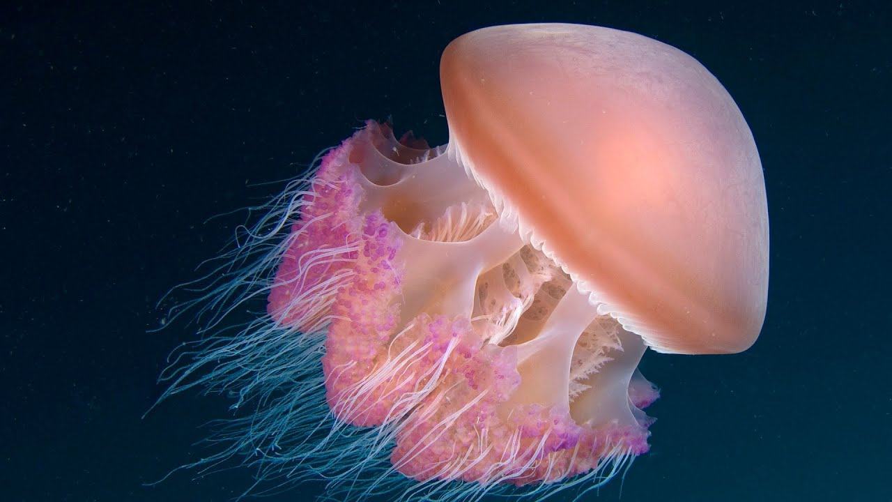 Hình ảnh con sứa lớn