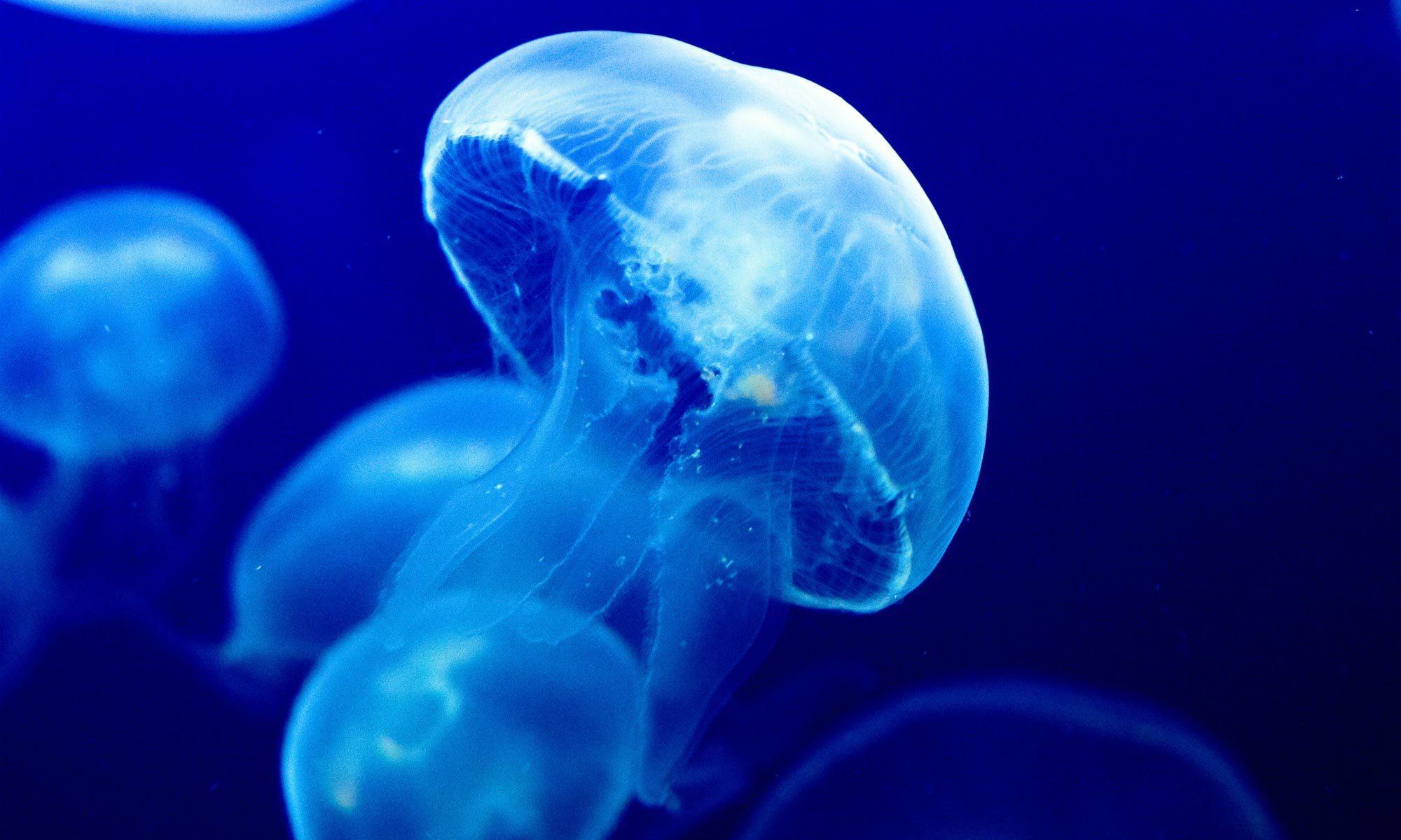 Hình ảnh con sứa nhỏ màu xanh