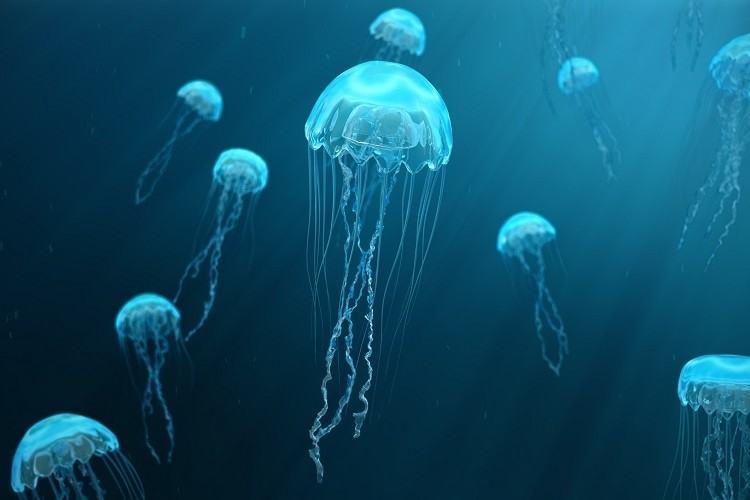 50 Tranh tô màu con sứa biển độc đáo dễ tải dễ in Update 2023