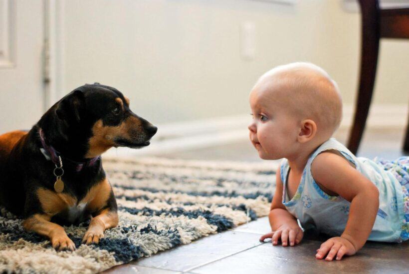 Hình ảnh em bé và chó ngộ nghĩnh