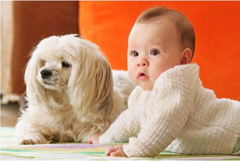 Hình ảnh em bé bên cạnh chú cún siêu dễ thương