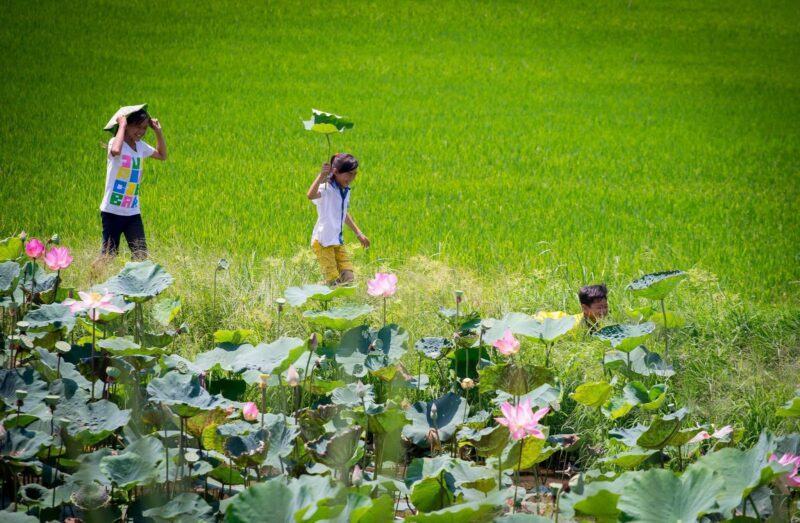 Hình ảnh quê hương hoa sen