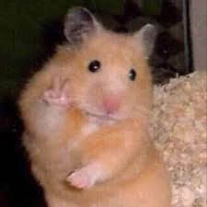 meme dễ thương với một con chuột say rượu "chào"