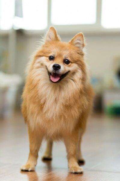 Hình ảnh chó Pomeranian lông dài