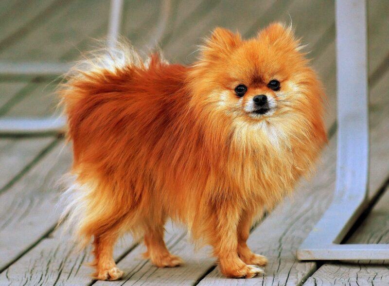 Hình ảnh chó Pomeranian màu vàng