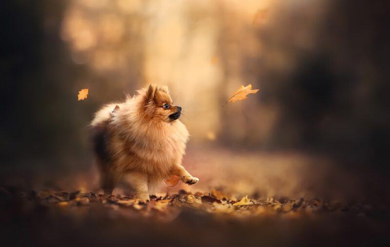 Ảnh về Golden Leaf Pomeranian