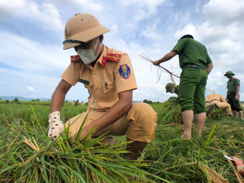 Hình ảnh công an xuống ruộng gặt lúa giúp dân