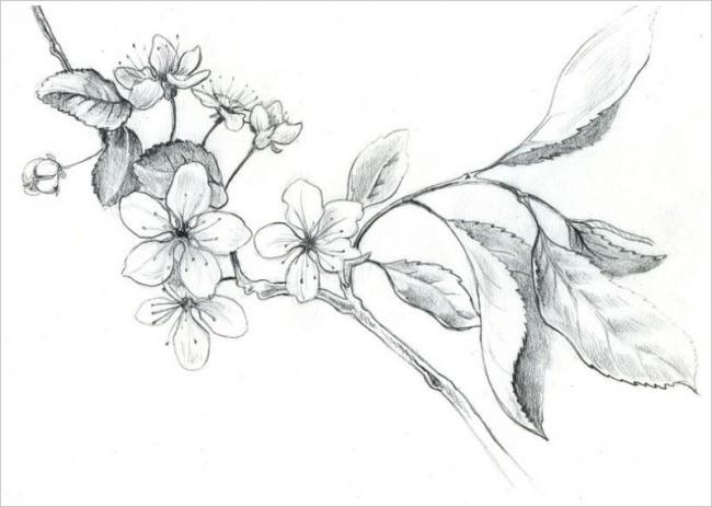 Tranh vẽ hoa đào bằng bút chì