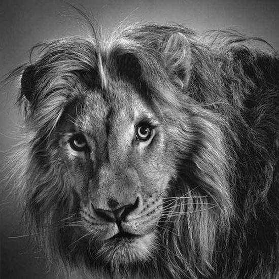vẽ sư tử bằng chì