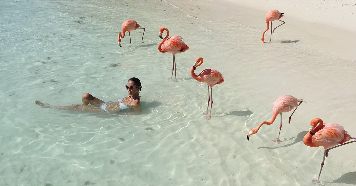 Hình ảnh bãi biển chim hồng hạc đẹp nhất