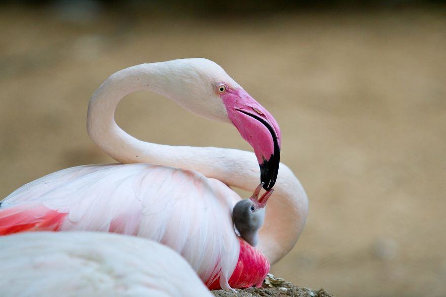 Flamigo Hình ảnh đẹp nhất về chim hồng hạc