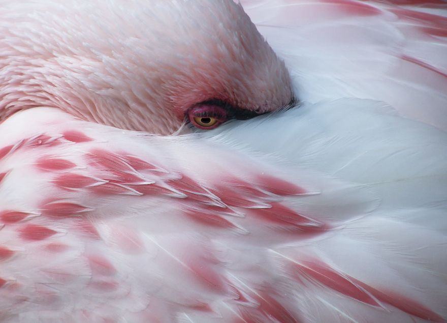 Chiêm ngưỡng hình ảnh chim hồng hạc đẹp nhất