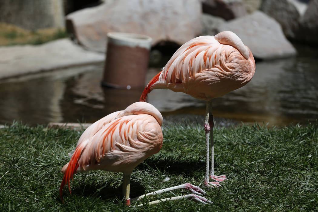 Hình ảnh chim hồng hạc đẹp nhất và ý nghĩa của chim hồng hạc