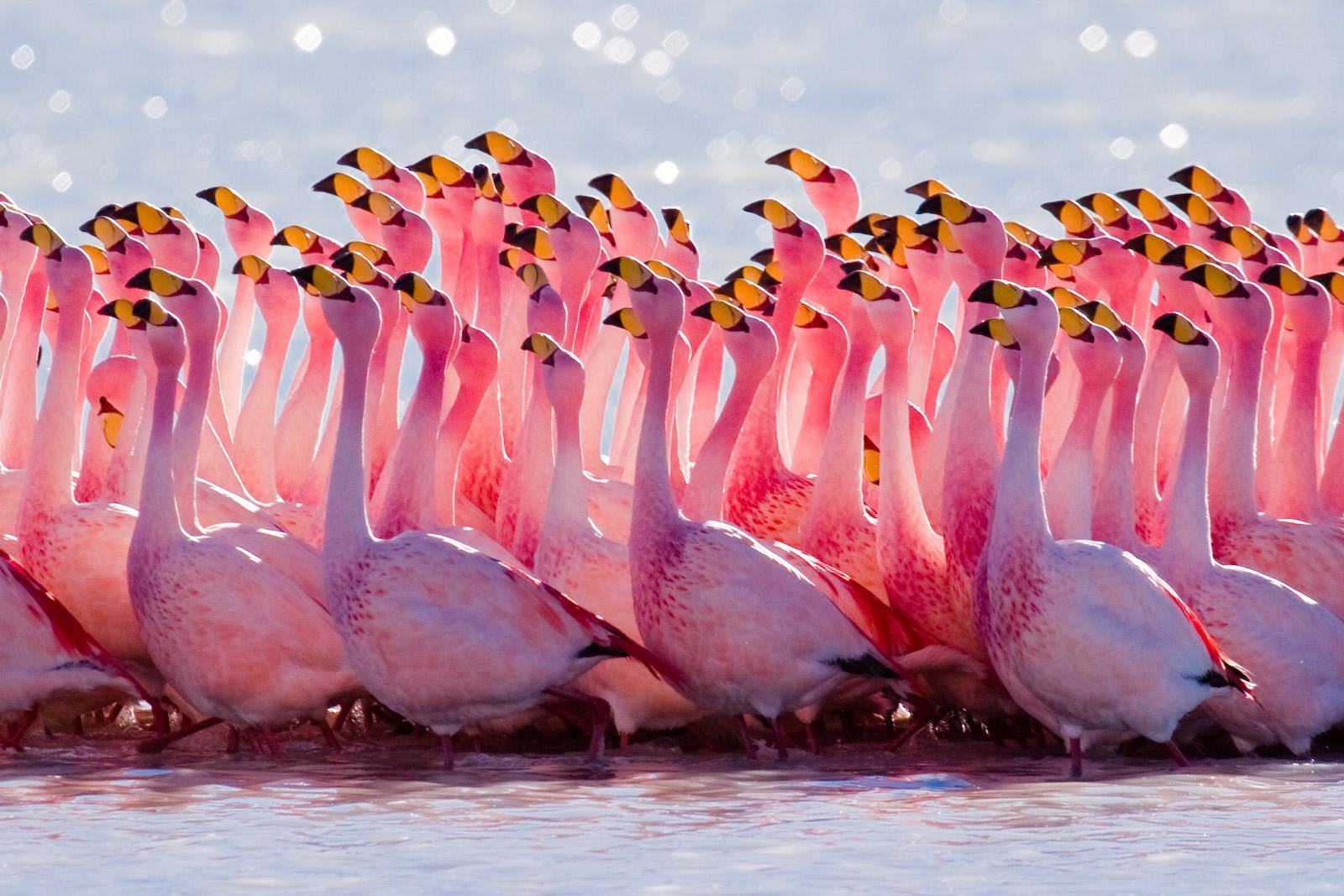 Hình ảnh chim hồng hạc bay về tổ 
