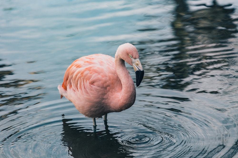 Hình ảnh hồ hồng hạc đẹp nhất