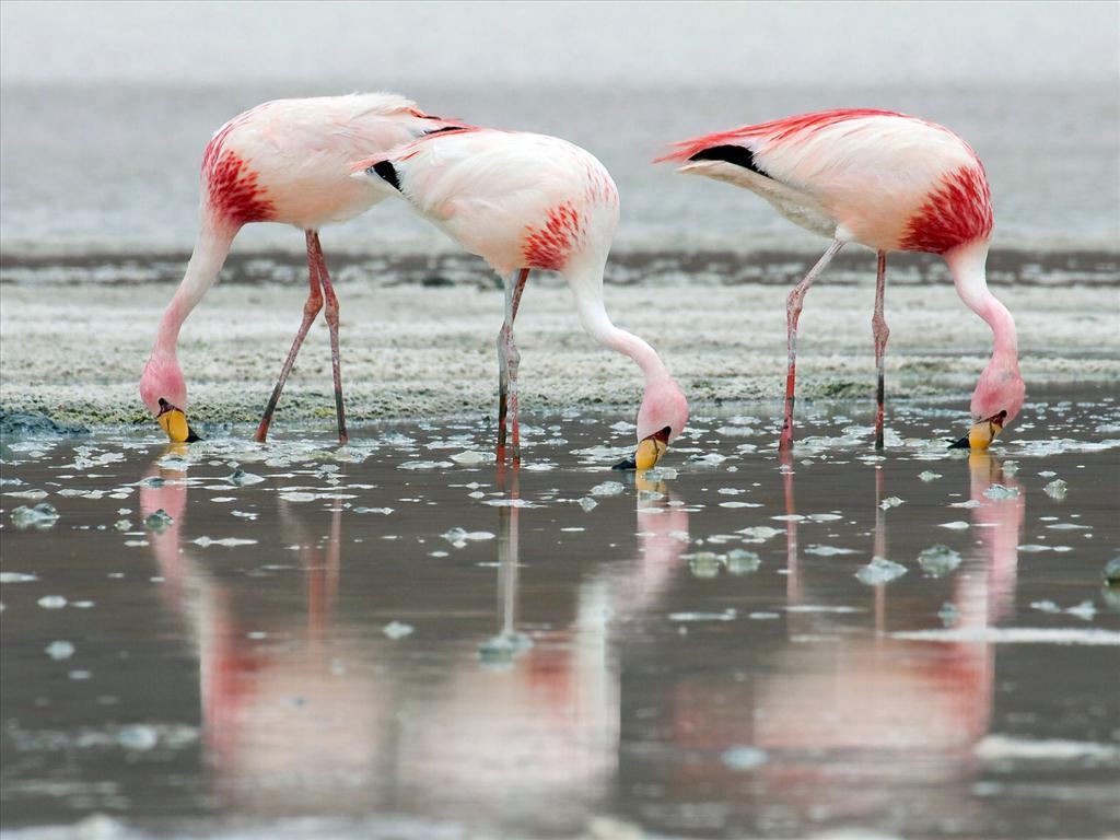 Hình ảnh đẹp về chim hồng hạc