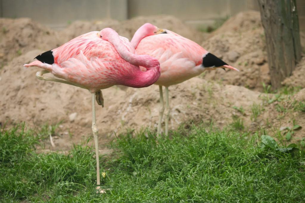 Tìm và tải hình ảnh chim hồng hạc đẹp nhất