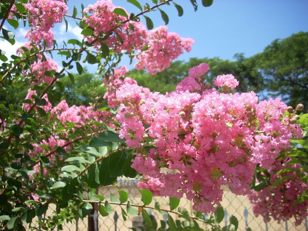 Hình ảnh cây hoa Tường Vi màu hồng pastel rất đẹp