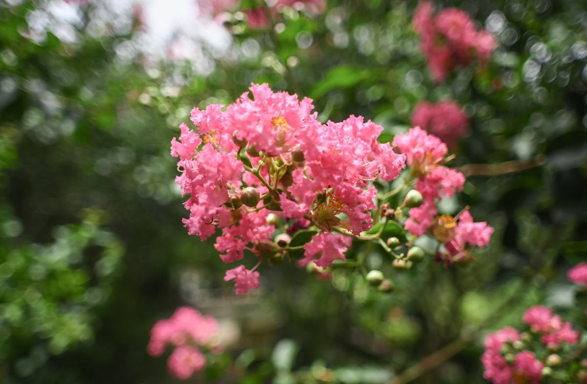 Hình ảnh hoa Tường Vi nở tháng 8