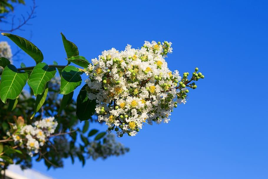 Ảnh hoa Tường Vi trắng cực đẹp