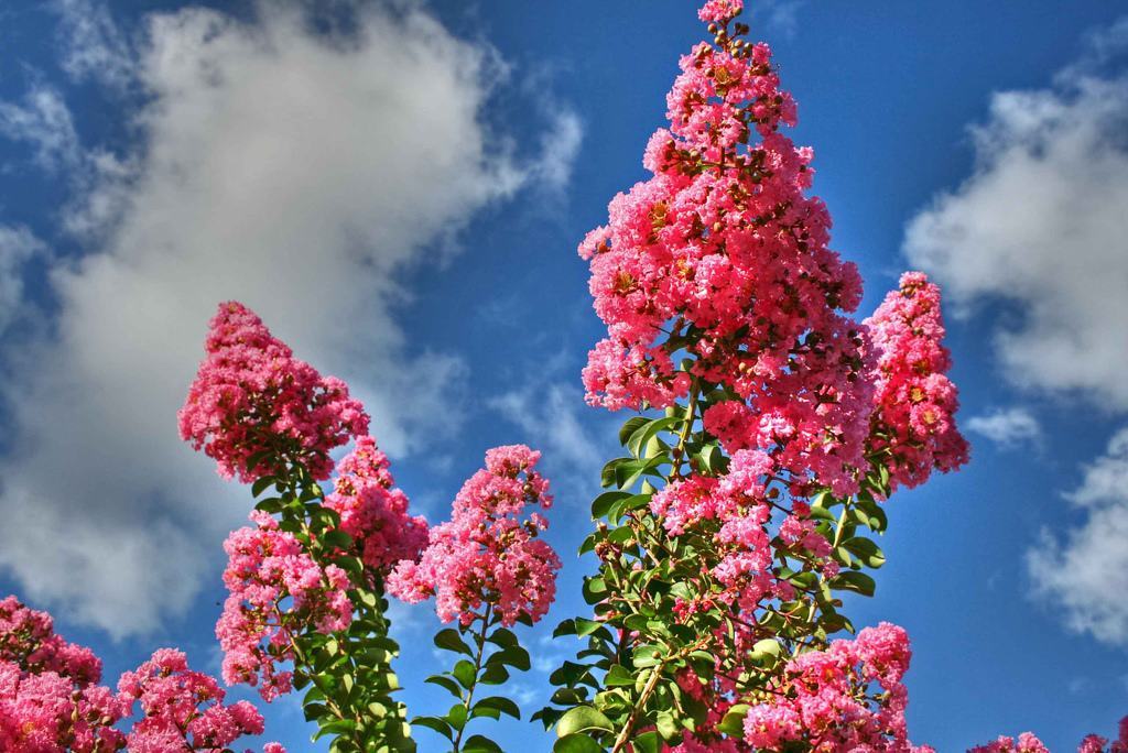 Hình ảnh hoa Tường Vi rực rỡ dưới nắng