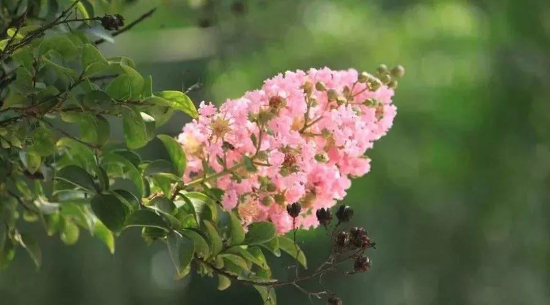 Hình ảnh hoa Tường Vi màu hồng