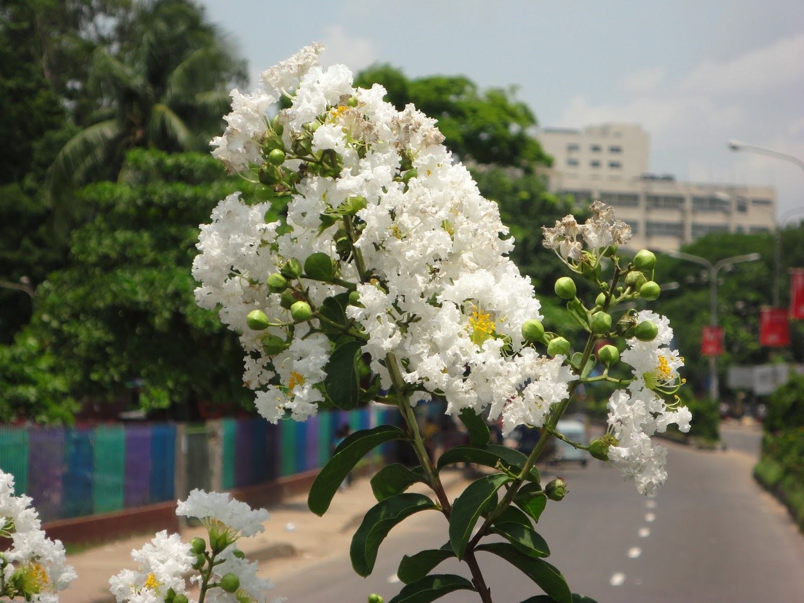 Hình ảnh hoa Tường Vi trắng khoe sắc