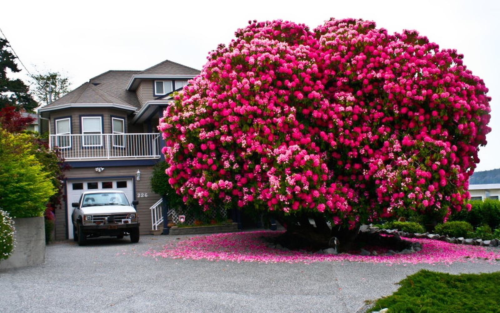 Hình ảnh cây hoa Tường Vi cạnh nhà rất đẹp