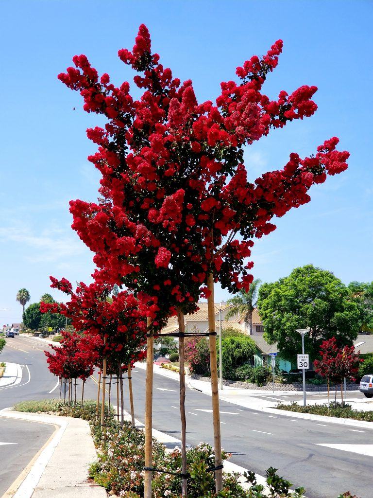 Hình ảnh cây Tường Vi đỏ bên đường