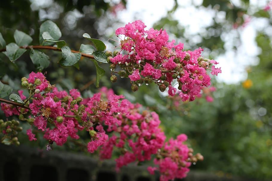 Hình ảnh hoa Tường Vi cuối mùa