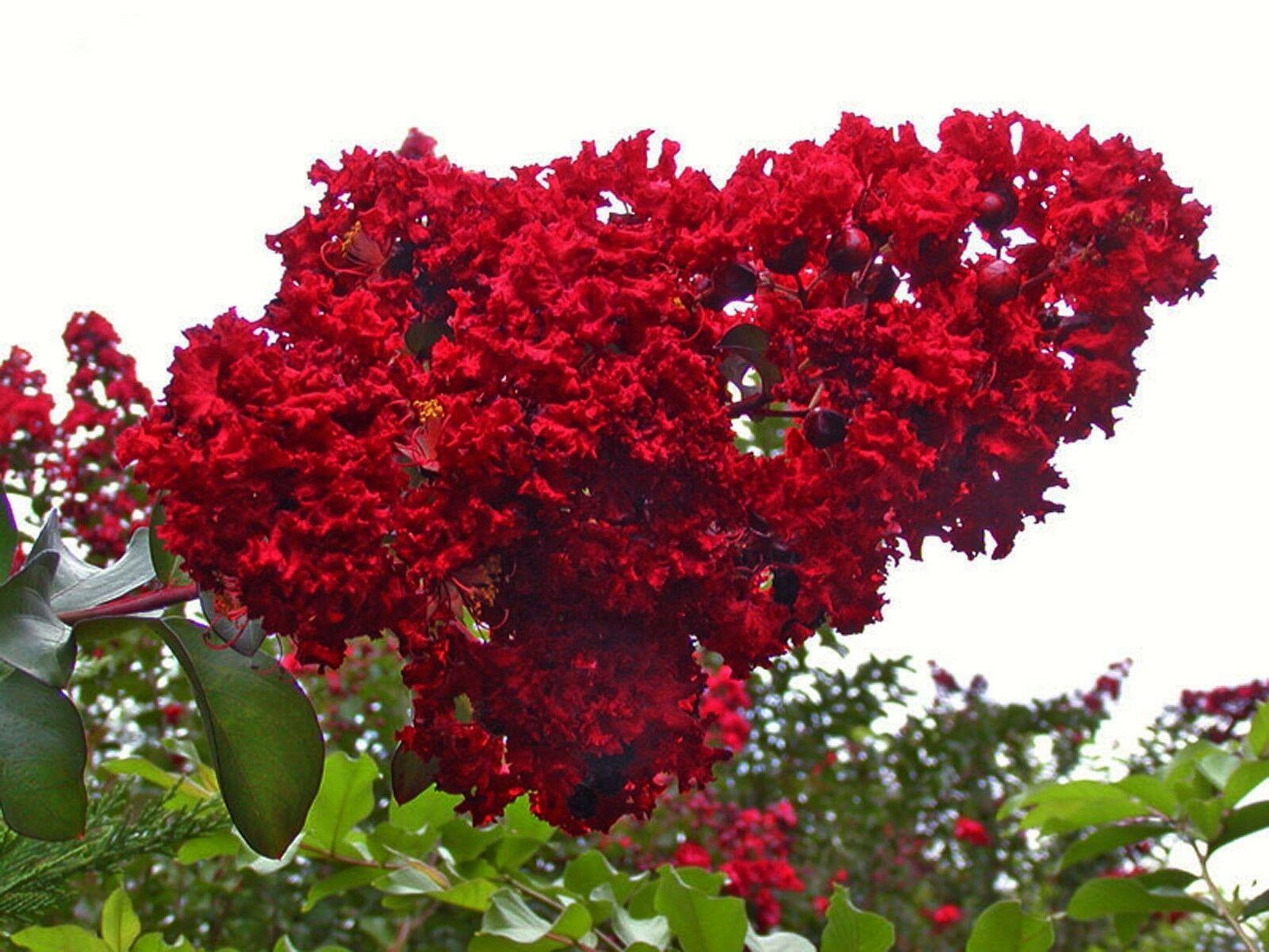Hình ảnh hoa Tường Vi màu đỏ đẹp nhất
