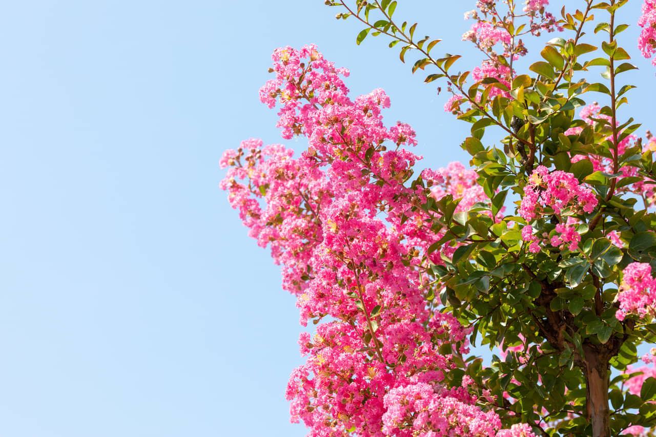 Hình ảnh hoa tường vi màu hồng