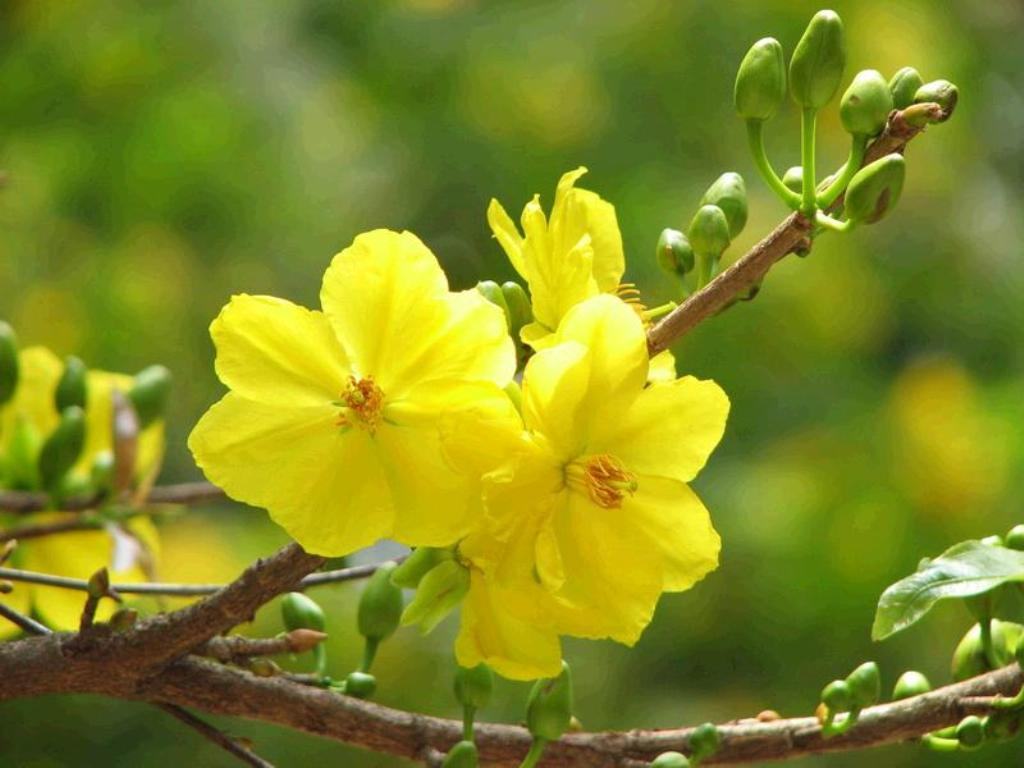 Hình ảnh hoa mai vàng đẹp - Trung Tâm Đào Tạo Việt Á