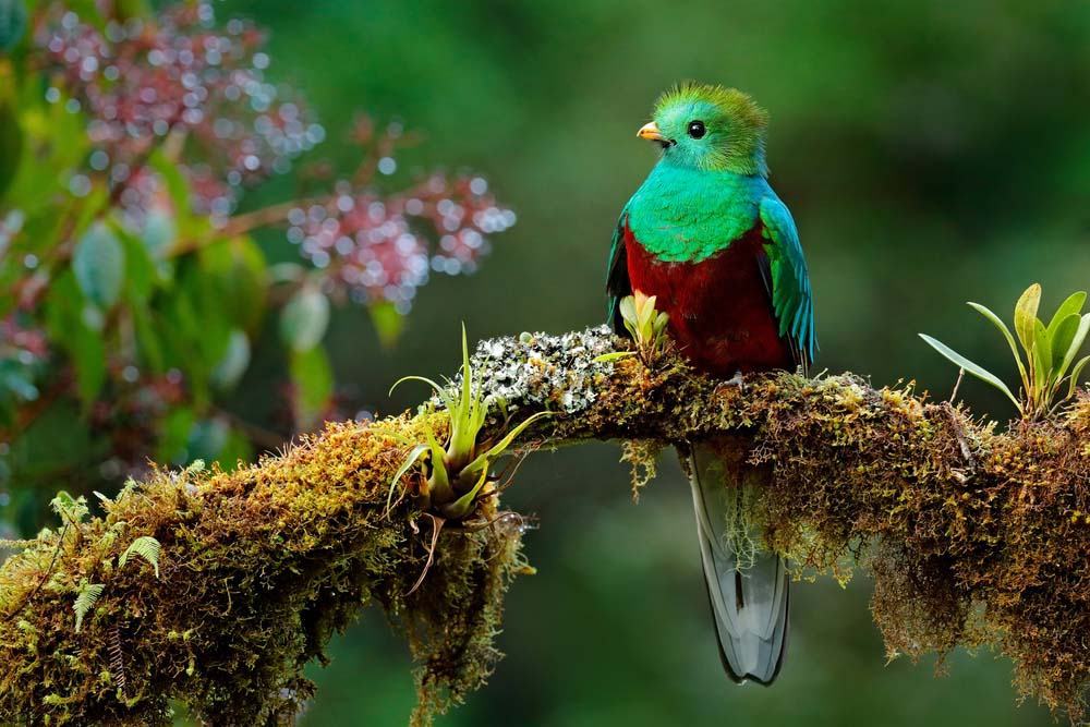 Ảnh thiên nhiên về những loài chim đẹp nhất thế giới