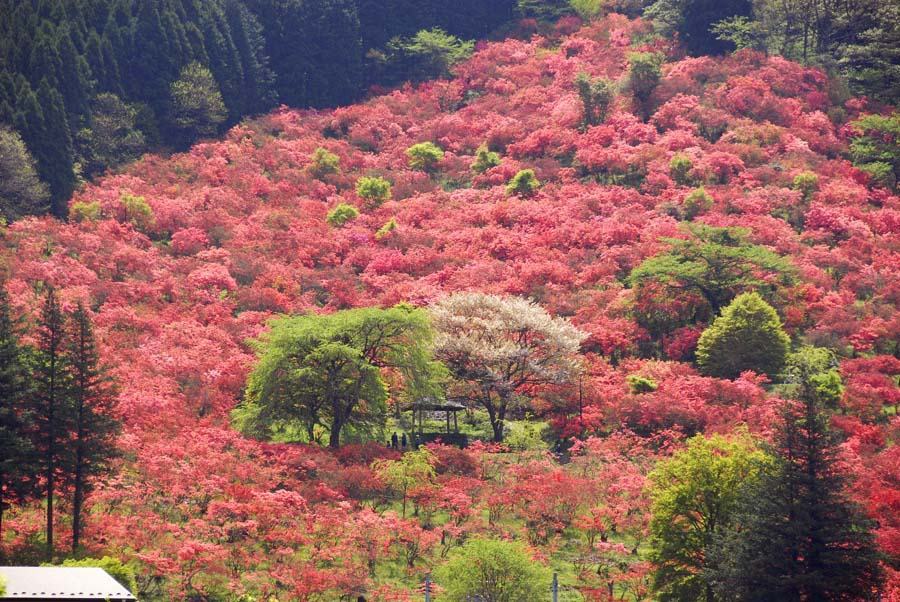 Hình ảnh rừng đỏ tự nhiên đẹp nhất