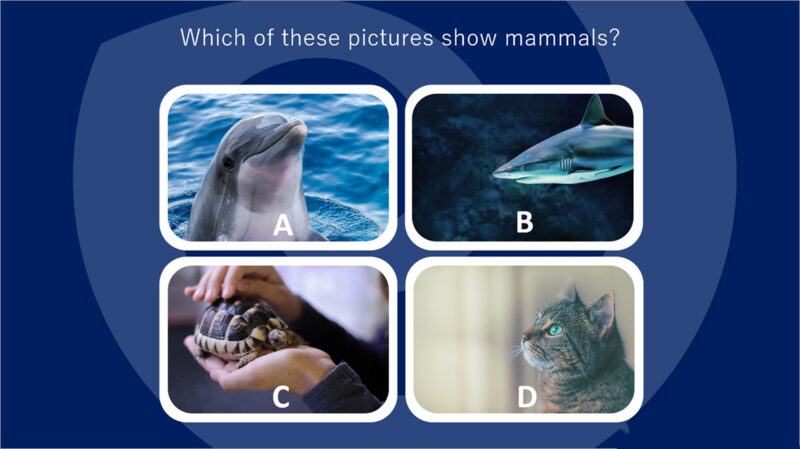 Mẫu PowerPoint bài kiểm tra thế giới động vật