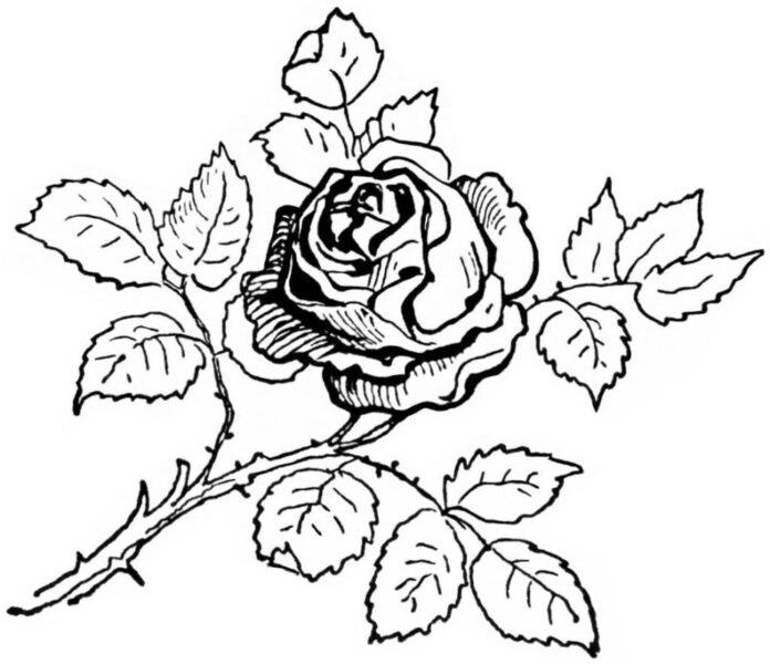 Tranh tô màu hoa hồng đẹp nhất cho bé tập tô (5)
