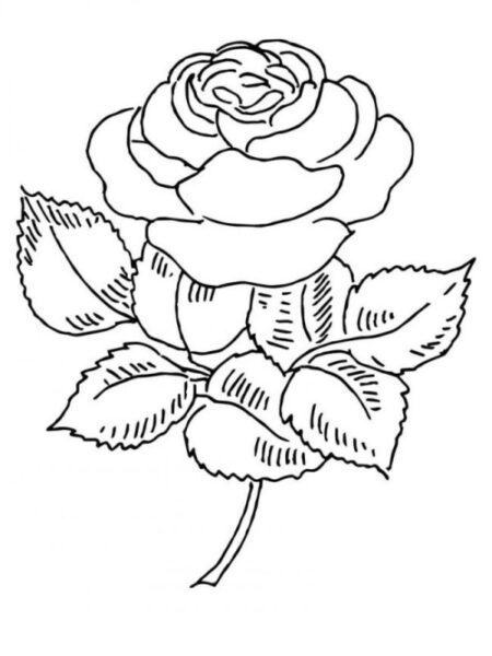 Tranh tô màu hoa hồng đẹp nhất cho bé tập tô (11)