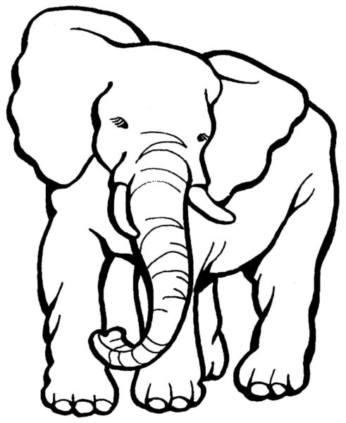 Tranh vẽ con voi không màu đẹp cho bé tập tô màu (1)