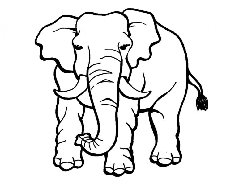 Tranh tô màu con voi đẹp nhất cho bé tập tô (3)