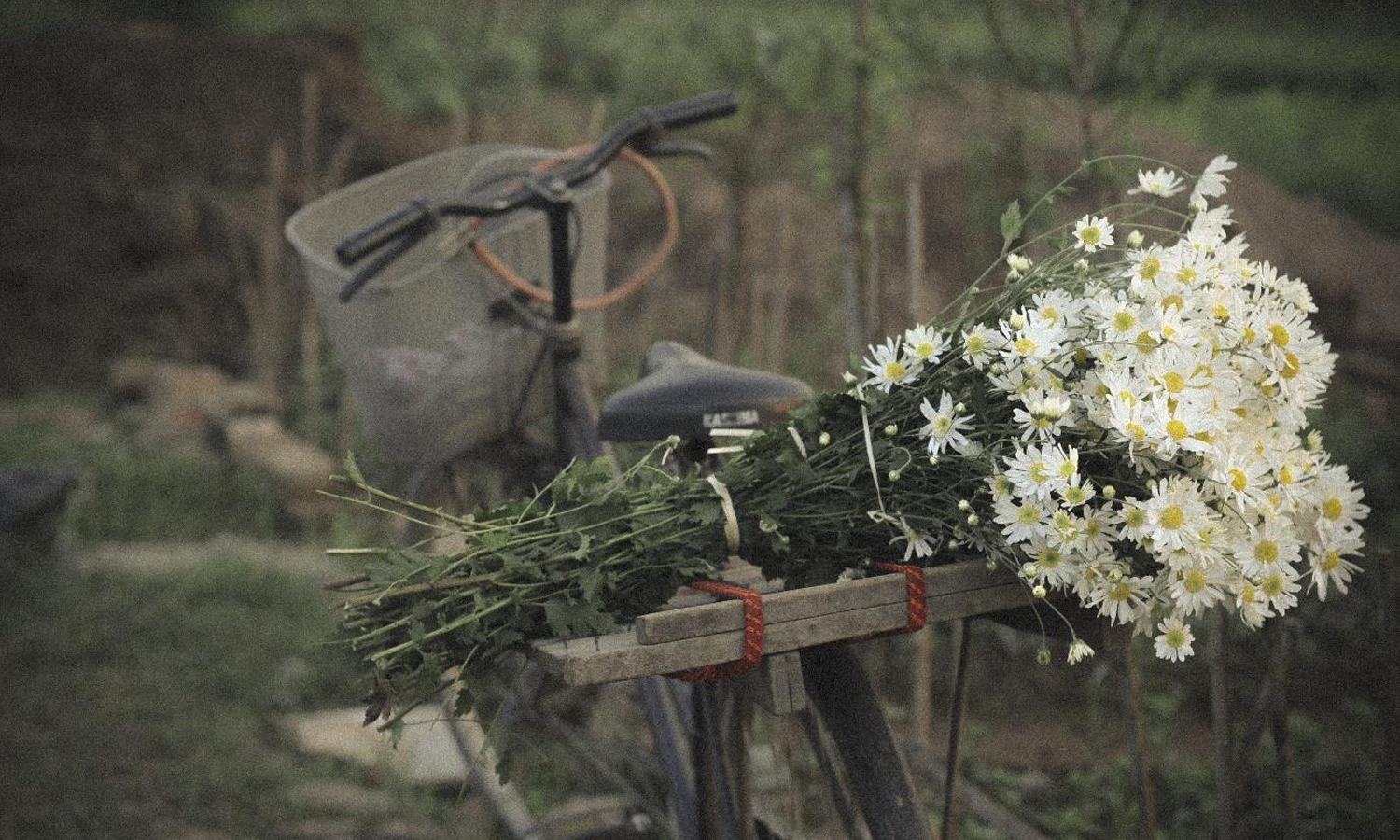 Hình ảnh bó hoa cúc dại