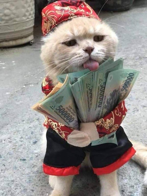 Ảnh mèo khoe tiền 500K Kč 