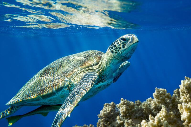 Rùa biển Loggerhead Caretta caretta - Biển Đỏ