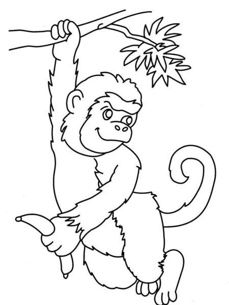 Tranh vẽ con khỉ trắng đen cho bé tô màu (5)